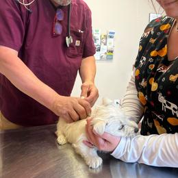 Chase - Wheaten male Scottish Terrier puppy in Chattanooga, Tennessee from Oodles of Cuties!