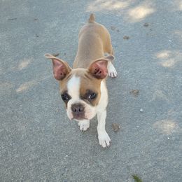 Ava - Boston Terrier