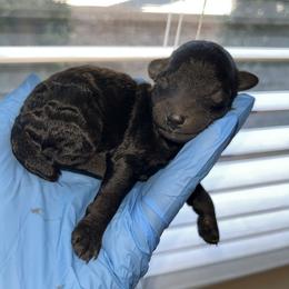 Red collar girl - Black female Poodle puppy in Valdosta, Georgia from Posh Poodles