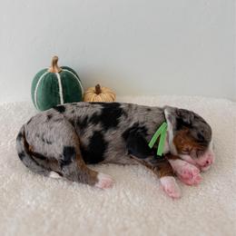 Indy - Merle male Bernedoodle puppy in Apache Junction, Arizona from Coffey House Doodles
