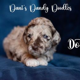 Dotty - Red merle female Aussiedoodle puppy in Roebuck, South Carolina from Dani's Dandy Doodles