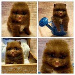 Buddy - Chocolate sable male Pomeranian puppy in Forsyth, Illinois from Amazing Grace Pomeranians