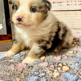 Candy Merle 1 - Blue merle male Miniature Australian Shepherd puppy in Lemon Cove, California from Magic Ranch Mini Aussies