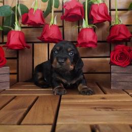 Forest - AKC - Black and tan male Dachshund puppy in Miami, Florida from Oscar's Dachshunds