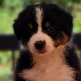 Boy 1 - Black tri-color Australian Shepherd puppy in Maryland from Lake Shore Australian Shepherds