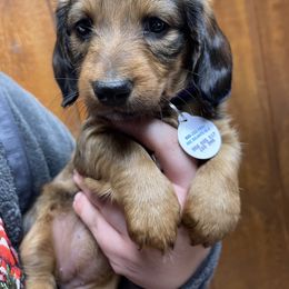 Dachshund Puppies from Cogsworth Cromwell Dachshunds of South West Michigan