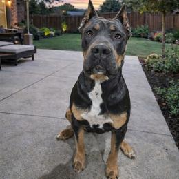 Jetta - Cane Corso