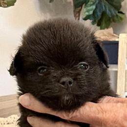 Companion Cross puppies from Heartland Pomeranians and Chihuahuas