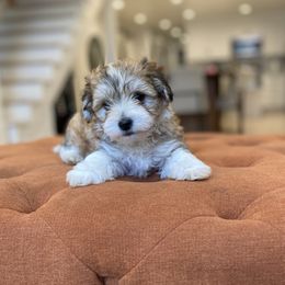 Goldendoodle and Havapoo Puppies from Lady Paws Puppies