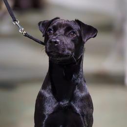Aura - Patterdale Terrier