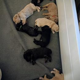 Poodle Puppies from Sarah's Poodles