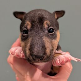 Brandi - Black and tan female Miniature Bull Terrier puppy in London, Kentucky from Barton's Miniature Bull Terrier