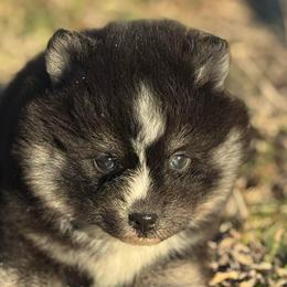 Loki - Black and white male Pomsky puppy in Perkins, Oklahoma from A-Dream Pomsky Kennel