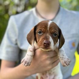Green collar - Piebald male Dachshund puppy in Johnson, Vermont from RBP Dachshunds