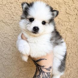 Dixie - Gray and white female Pomsky puppy in La Verne, California from Red Cedar Pomskies