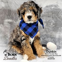 Bernedoodle Puppies from A Star is Born Doodles