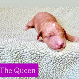 The Queen - Red  female Goldendoodle puppy in Stockton, California from Port City Doodles