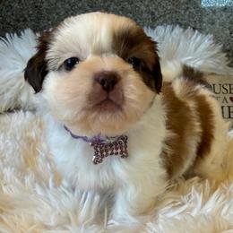 Honey AKC Champion - Gold and white female Shih Tzu puppy in Long Beach, California from Prieto Shih-Tzu's