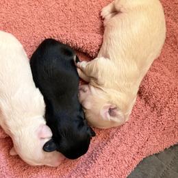 Dachshunds from Brianna Bray
