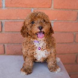 Aussiedoodle and Goldendoodle Puppies from Ever After Doodles Arizona