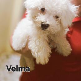 Bichon Frise Puppies from Abbott Animals
