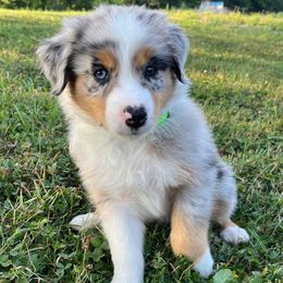 Basil - Blue merle male Australian Shepherd puppy in Albany County, New York from Allie Acres Australian Shepherds