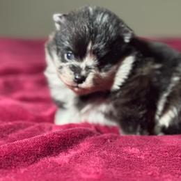 Duke - Blue merle male Pomeranian puppy in Kansas City, Missouri from S&K Pomeranians