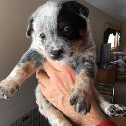 Australian Cattle Dogs from Glory Ranch Australian Cattle Dogs
