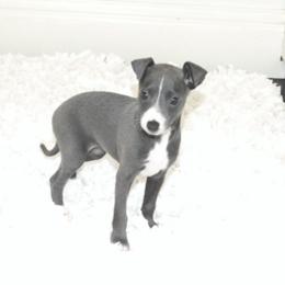 Lola Female 1 - Blue female Italian Greyhound puppy in Sparta Tn And Caryville Fl, Tennessee from Summerwind Kennel