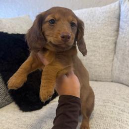 Coco - Red female Dachshund puppy in Fort Sill, Oklahoma from RG Mini Dachshunds