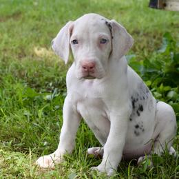 Harlequin Merle 2 - Harlequin female Great Dane puppy in Golconda, Illinois from Breken Great Danes
