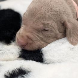 Blondie - Silver gray female Weimaraner puppy in Evart, Michigan from Drehbar Weimaraners