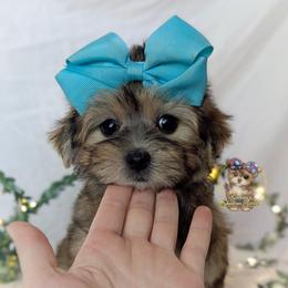 Thistle - Black and gold male Morkie puppy in Barren Springs, Virginia from Seeking Shalom Acres Maltese, Maltipoos & Havamalts