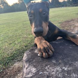 Boy 1 - Doberman Pinscher puppy in Pittsboro, North Carolina from Macaco’s