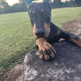Boy 1 - Doberman Pinscher puppy in Pittsboro, North Carolina from Macaco’s