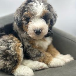 Rose - Merle female Bernedoodle puppy in Northfield, New Jersey from Jersey Shore Double Doodles