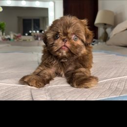 Shih Tzu All Grown Up from Horacio Basulto's Shih Tzu