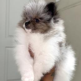 Pomeranian Puppies from Nel’s Pomeranians