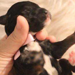Bernedoodle, Goldendoodle, and Poodle Puppies from DN Poodles and Doodles