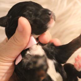 Bernedoodle, Goldendoodle, and Poodle Puppies from DN Poodles and Doodles