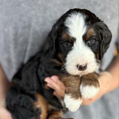 Margot - female Australian Mountain Doodle puppy in Chattanooga, Tennessee from River City Doodles TN