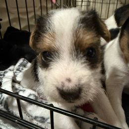 Girl 1 - Tri-color female Jack Russell Terrier puppy in Yakima County, Washington from Saddle Rock Kennels