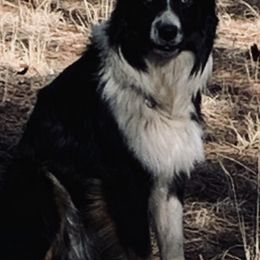 Australian Shepherds from Whitney Hill Aussies
