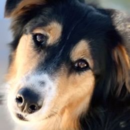 Old Time Scotch Collies from Thistledown Farms