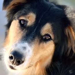 Old Time Scotch Collies from Thistledown Farms
