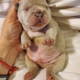 French Bulldog Puppies from Woodlands Frenchies