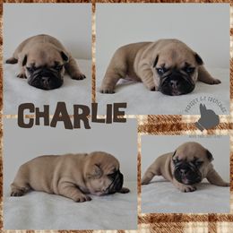 Charlie - Fawn and white male French Bulldog puppy in Utah from Perfect Fit Frenchies