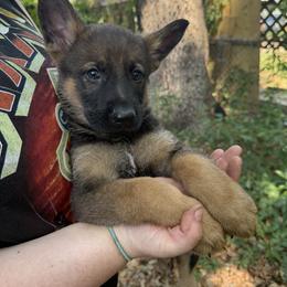 Sable Boy 1 - Sable male German Shepherd puppy in Jacksonville, Florida from El Dorado