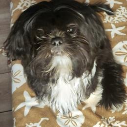 Boy 3 - Black and white male Shih Tzu puppy in Augusta, Maine from Zulas Shih Tzu of Maine
