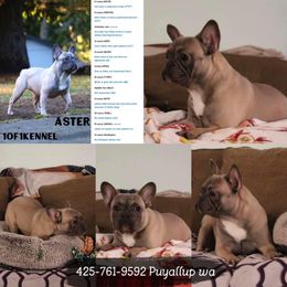 American Pit Bull Terrier, French Bulldog, and Staffordshire Bull Terrier Puppies from Pacific Wonderland French Bulldogs